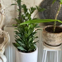 گل آپارتمانی همراه گلدون و پایه|گل و گیاه طبیعی|کرج, گوهردشت|دیوار