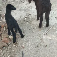 بره شیرخوره نروماده