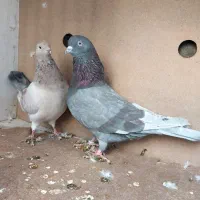 کبوتر پرشی ساعت بالا