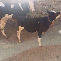 گاو گوساله نوین سمنتال|حیوانات مزرعه|حسین آباد, |دیوار