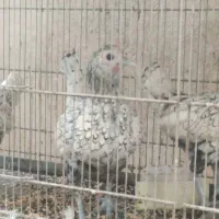 مرغ سیبرایت