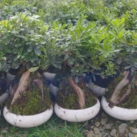 پیتسپروم بنسای عمده (میخک هندی)|گل و گیاه طبیعی|عباسآباد, |دیوار