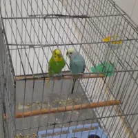 مرغ عشق دو جفت من شرایط نگهداریشو ندارم|پرنده|ملارد, |دیوار