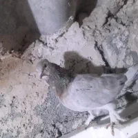 کبوتر کاشان سرور|پرنده|مرند, |دیوار