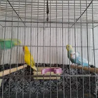 مرغ عشق رنگین کمانی