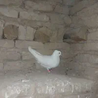 کبوتر سفید شیر|پرنده|فرخ‌شهر, |دیوار