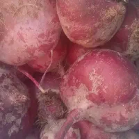 چغندر شلغم هویج خوراک گاو گوسفند|لوازم جانبی حیوانات|اصفهان, بوستان ناژوان|دیوار