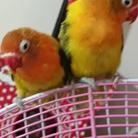 طوطی برزیلی یوینگ گلد ۳عدد ماده|پرنده|ری, دولت‌آباد|دیوار