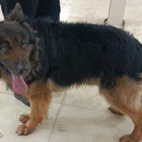 سگ ژرمن شولاین