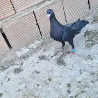 ماده کلاغ گوهک