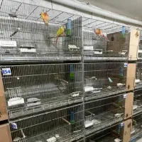 قفس غلامی بافت قدیم هستن سایز بزرگ ۶۴×۴۰|لوازم جانبی حیوانات|اهواز, منبع اب|دیوار