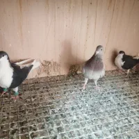 کبوترگرفتنی