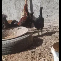 تخم مرغ نطفه دار لاری|حیوانات مزرعه|حمیدیا, |دیوار