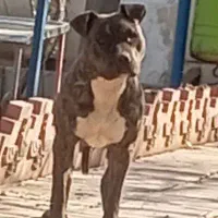 پیتبول شیش ماهه به ضمانت اصالت