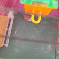 فنچ ماده سرحال با قفس وملزوماتش