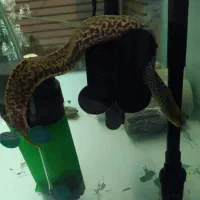 تایگر مورای یا تایگر ایل|ماهی|تهران, قبا|دیوار