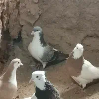 کفتر