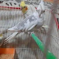 ۴ تا عروس هلندی(دوجفت|پرنده|تربت جام, میرقوام الدین|دیوار