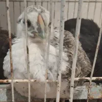 جوجه ایام . براکل و امروک|حیوانات مزرعه|شیراز, کوشک میدان|دیوار