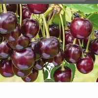 نهال بادام انگور گیلاس به زرشک و...