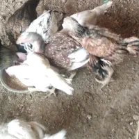 جوجه مرغ و خروس لاری سفید|حیوانات مزرعه|اصفهان, ابر|دیوار