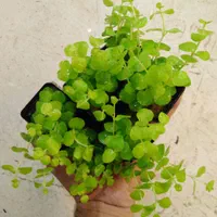 گیاهان آکواریوم و آبزی|ماهی|قم, دورشهر|دیوار