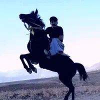 اسب کاسپین|اسب و تجهیزات اسبسواری|نجفآباد, امیرآباد|دیوار