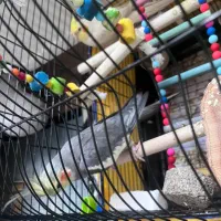 یک جفت عروس هلندی