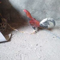 سلام چشمگیرباشه