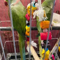 جفت شاه طوطی ملنگو مولد سالم سالم|پرنده|تهران, تهرانپارس شرقی|دیوار