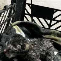 واگذاری بچه گربه