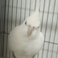 عروس هلندی آلبینو سیلور نر