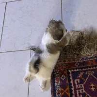 واگذاری اشپیتز