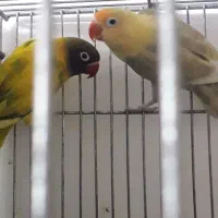 کوتوله پاربلو جفت رنگ خاص