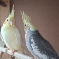 ۴ عدد عروس هلندی