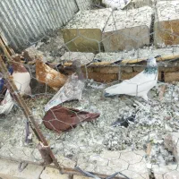 پنج عدد کبوتر گرفتنی