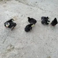 جوجه بوقلمون محلی