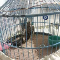 پرنده|پرنده|گلپایگان, |دیوار