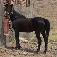 اسب نریان سیاه مشکی واکسی|اسب و تجهیزات اسب‌سواری|تبریز, |دیوار