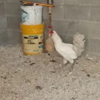 خروس