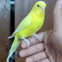 مرغ عشق ماده بالغ دستی لوتینو چشم شرابی درشت