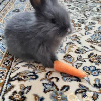 بچه خرگوش مینی لوپ وجرسی
