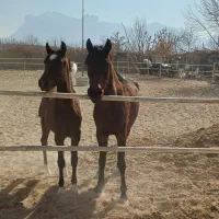 2عدداسب زیبااصیل کامل چک معتبر به بالاترین پیشنهاد|اسب و تجهیزات اسبسواری|اصفهان, باغ دریاچه|دیوار