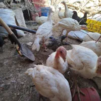 بوقلمون|پرنده|بردسکن, |دیوار