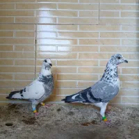 کبوتر سرعتی و نژاد دار