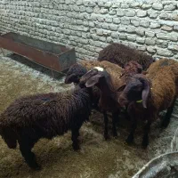 قوچ وبره افشار|حیوانات مزرعه|گنبد کاووس, |دیوار