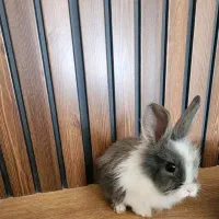 خرگوش رایگان