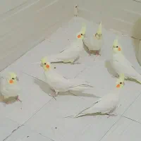 فروش عروس هلندی لوتینیو