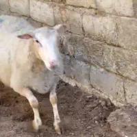 میش رومن آبستن و بره|حیوانات مزرعه|شهریار, ابراهیم‌آباد|دیوار