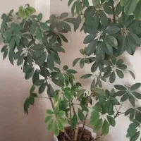 گل شفلرا|گل و گیاه طبیعی|سهند, |دیوار